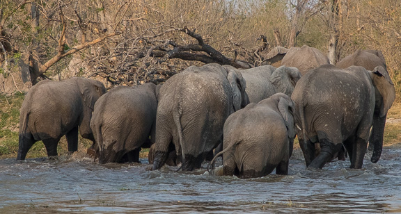 Elephant-Camp-Okavango-Botswana-28