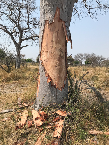 Elephant-Camp-Okavango-Botswana-31