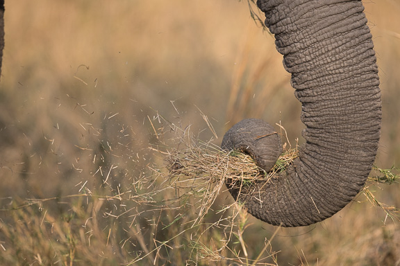 Elephant-Camp-Okavango-Botswana-6