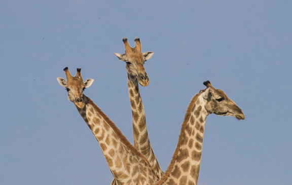 Etosha-national-park-giraffe-heads
