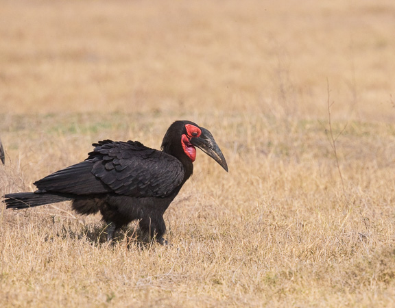 Ground-Hornbill-Camp-Moremi-Okavango-Botswana