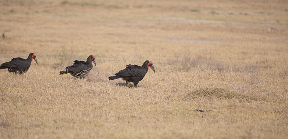 Hornbill-Camp-Moremi-Okavango-Botswana