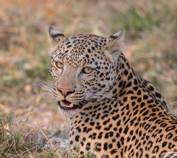 Leopard-Camp-Okavango-Botswana-21