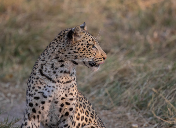 Leopard-Camp-Okavango-Botswana-22