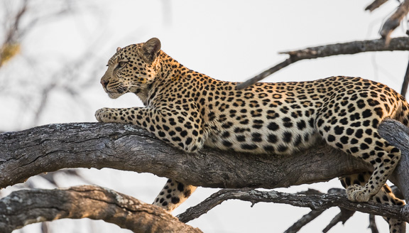 Leopard-Camp-Okavango-Botswana-24