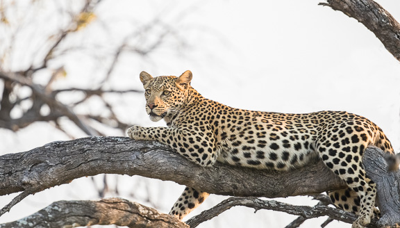 Leopard-Camp-Okavango-Botswana-25