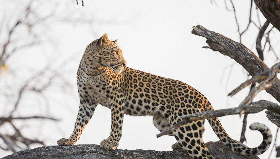 Leopard-Camp-Okavango-Botswana-26