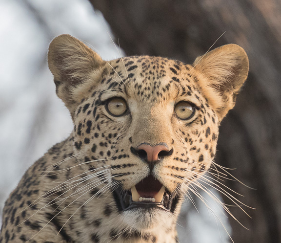 Leopard-Camp-Okavango-Botswana-27