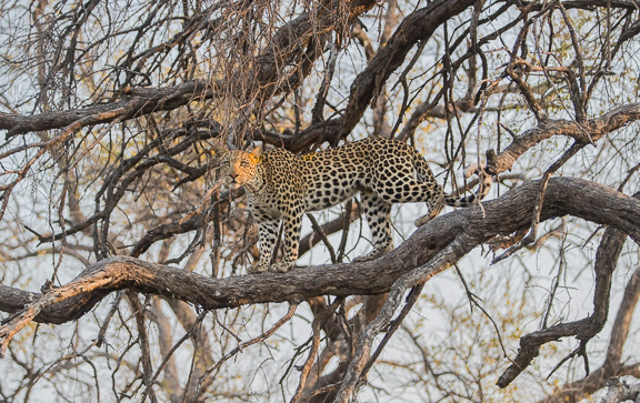 Leopard-Camp-Okavango-Botswana-28
