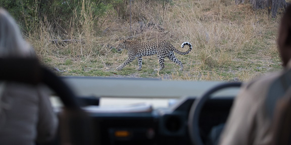 Leopard-Camp-Okavango-Botswana-29