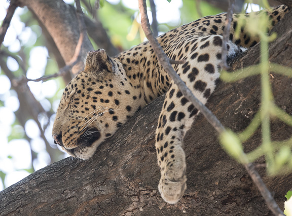 Leopard-Camp-Okavango-Botswana-34