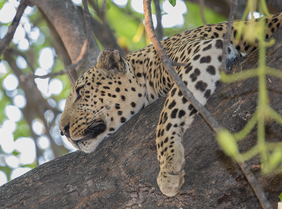 Leopard-Camp-Okavango-Botswana-35