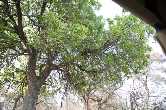 Leopard-Camp-Okavango-Botswana-36