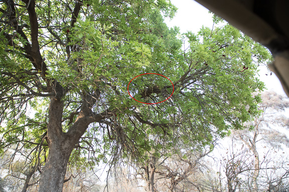Leopard-Camp-Okavango-Botswana-37