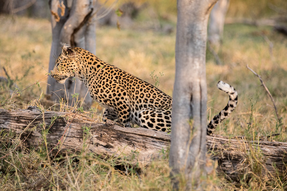 Leopard-Camp-Okavango-Botswana-39