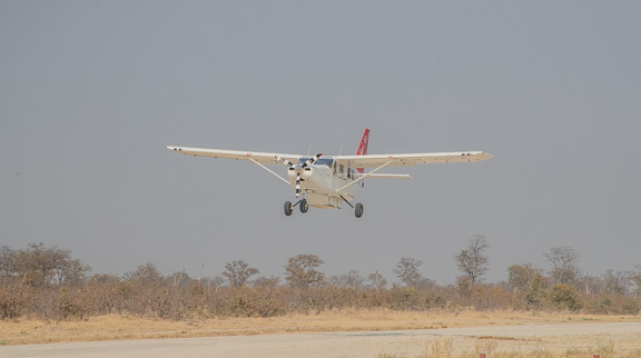 Lion-male-airstrip-Botswana-26