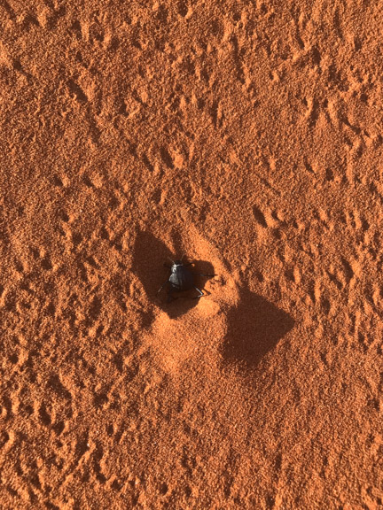 Namibia-Namib-Naukluft-Dune-beatle