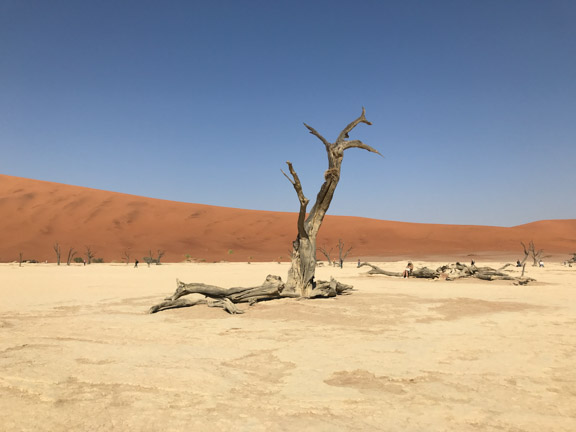 Namibia-Namib-Naukluft-Dunes-tree