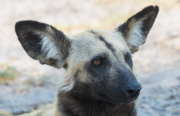 Wild-dogs-Moremi-Okavango-Botswana-13