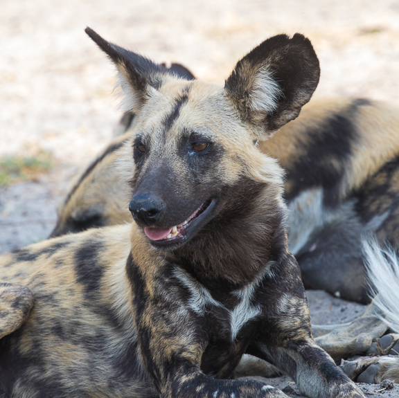 Wild-dogs-Moremi-Okavango-Botswana-14