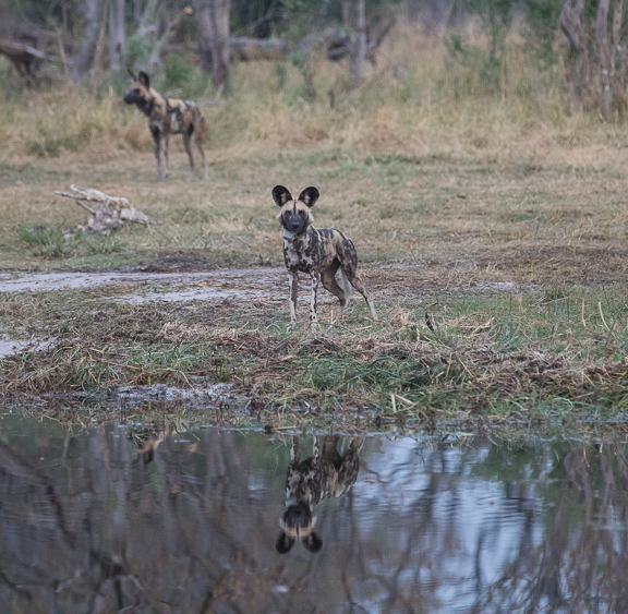 Wild-dogs-Moremi-Okavango-Botswana-16
