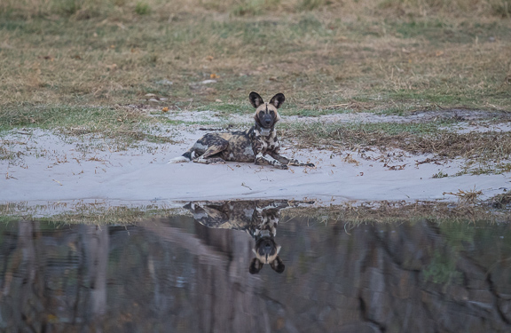 Wild-dogs-Moremi-Okavango-Botswana-17