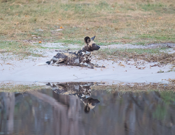 Wild-dogs-Moremi-Okavango-Botswana-18