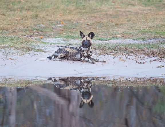 Wild-dogs-Moremi-Okavango-Botswana-19