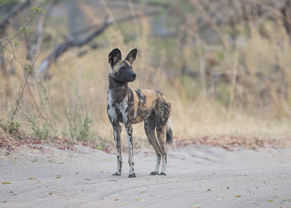 Wild-dogs-Moremi-Okavango-Botswana-20