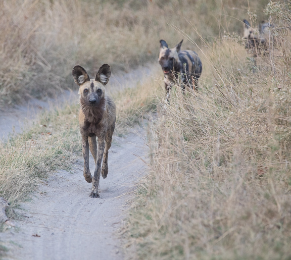 Wild-dogs-Moremi-Okavango-Botswana-21