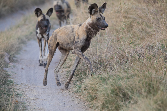 Wild-dogs-Moremi-Okavango-Botswana-22