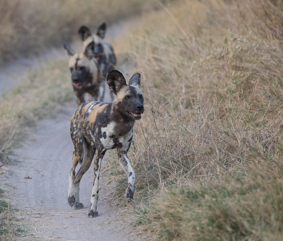 Wild-dogs-Moremi-Okavango-Botswana-23