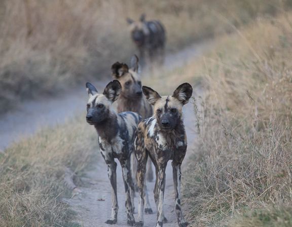 Wild-dogs-Moremi-Okavango-Botswana-24