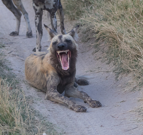 Wild-dogs-Moremi-Okavango-Botswana-26