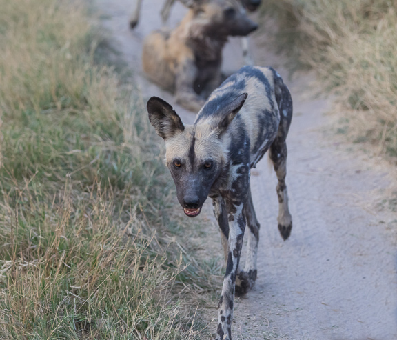 Wild-dogs-Moremi-Okavango-Botswana-28