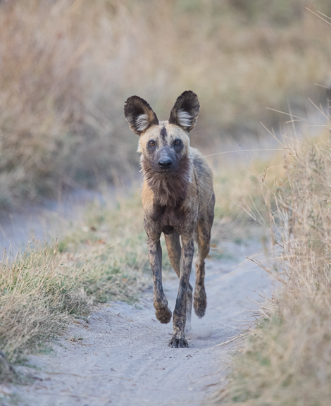 Wild-dogs-Moremi-Okavango-Botswana-29