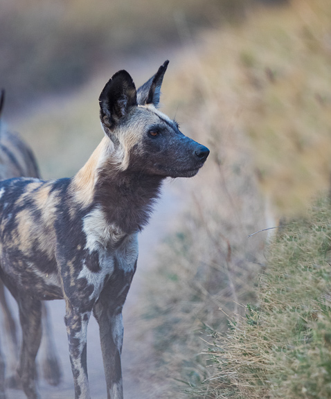 Wild-dogs-Moremi-Okavango-Botswana-31