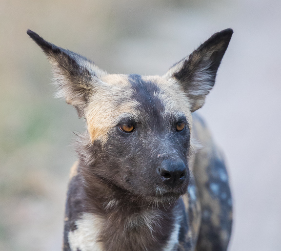 Wild-dogs-Moremi-Okavango-Botswana-34