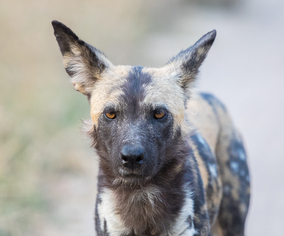 Wild-dogs-Moremi-Okavango-Botswana-35