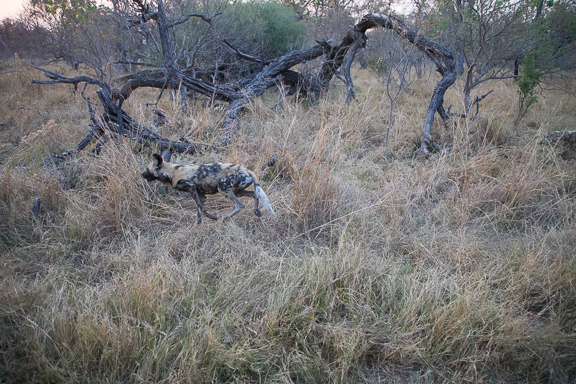 Wild-dogs-Moremi-Okavango-Botswana-36