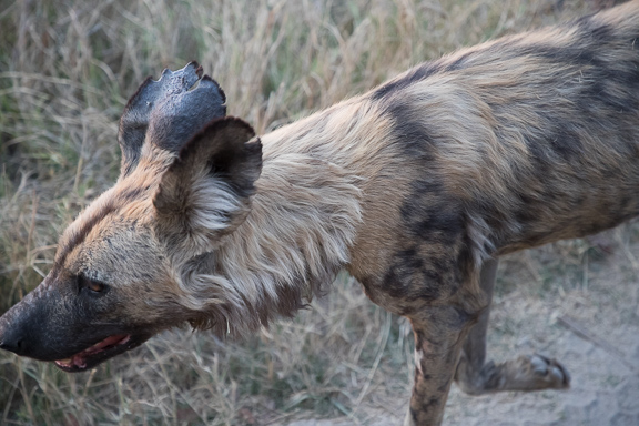 Wild-dogs-Moremi-Okavango-Botswana-37