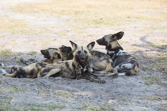 Wild-dogs-Moremi-Okavango-Botswana-4