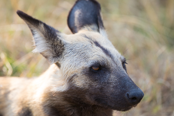 Wild-dogs-Moremi-Okavango-Botswana-40