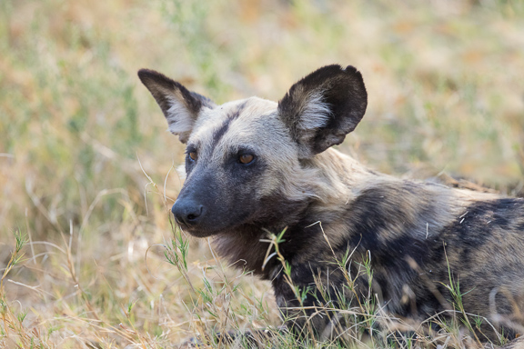 Wild-dogs-Moremi-Okavango-Botswana-41