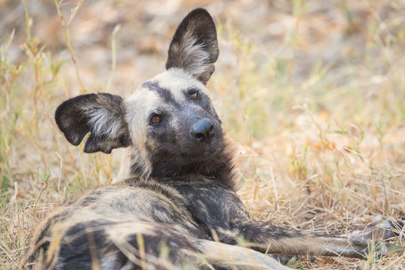 Wild-dogs-Moremi-Okavango-Botswana-43