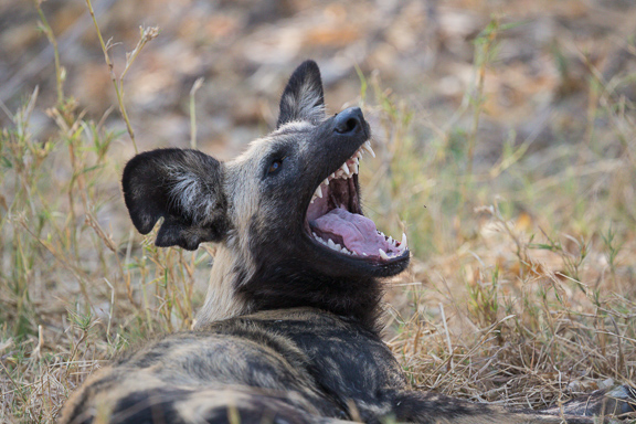 Wild-dogs-Moremi-Okavango-Botswana-46