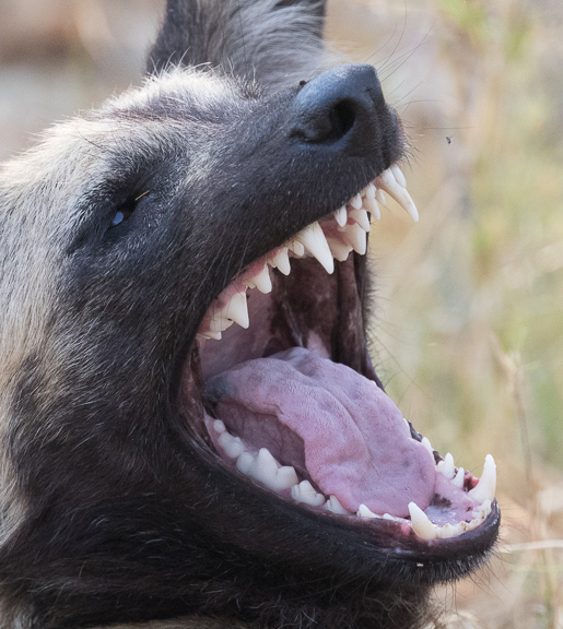 Wild-dogs-Moremi-Okavango-Botswana-47