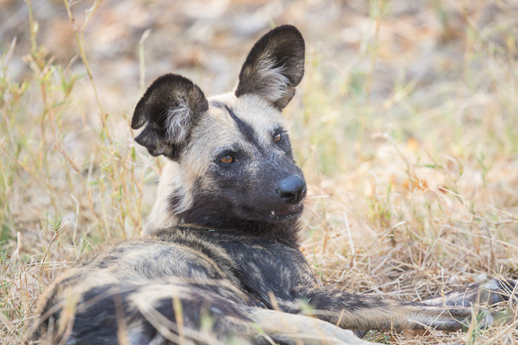 Wild-dogs-Moremi-Okavango-Botswana-48