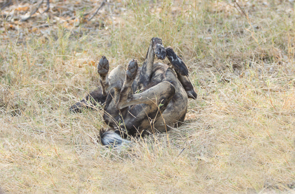 Wild-dogs-Moremi-Okavango-Botswana-49