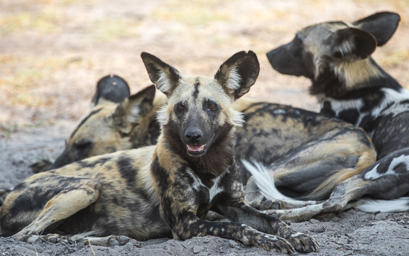 Wild-dogs-Moremi-Okavango-Botswana-5
